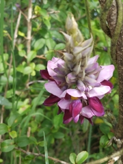 Pueraria montana