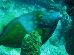 Cantherhines macrocerus