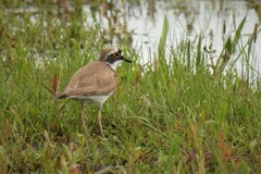 Charadrius dubius curonicus