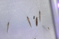 Oecetis