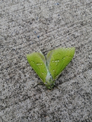 Aenetus virescens