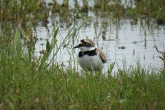 Charadrius dubius curonicus