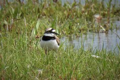 Charadrius dubius curonicus