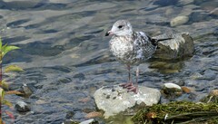 Larus delawarensis