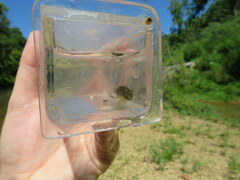 Etheostoma microlepidum