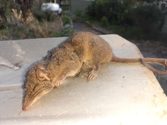 Antechinus