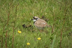 Charadrius dubius curonicus