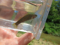 Etheostoma microlepidum