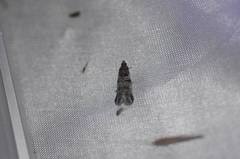 Acrobasis tricolorella