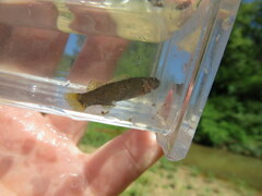 Etheostoma microlepidum