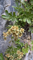Potentilla caulescens