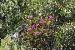 Lampranthus coralliflorus
