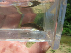 Etheostoma microlepidum