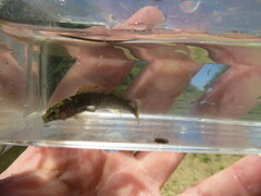 Etheostoma microlepidum