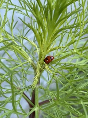 Coccinella