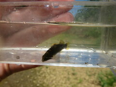 Etheostoma microlepidum