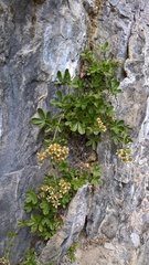 Potentilla caulescens