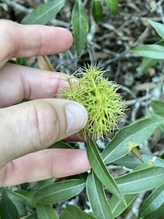 Chrysolepis chrysophylla