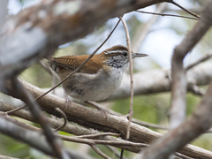 Thryophilus rufalbus