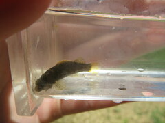 Etheostoma microlepidum