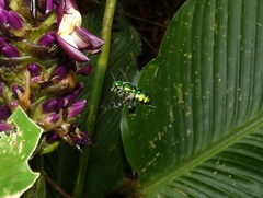 Euglossa