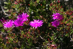 Lampranthus coralliflorus