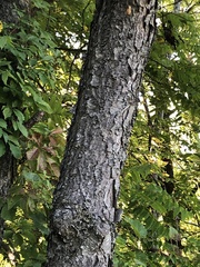 Prunus serotina