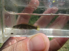 Etheostoma microlepidum