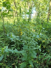 Agastache nepetoides