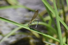 Calopteryx