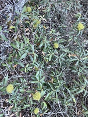 Chrysolepis chrysophylla