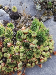 Sempervivum vicentei