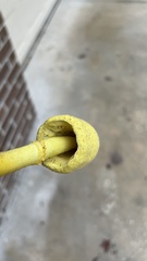 Leucocoprinus birnbaumii image