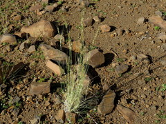 Stipagrostis ciliata capensis