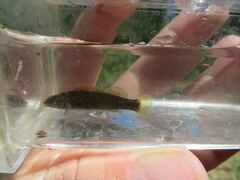 Etheostoma microlepidum