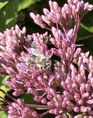 Melissodes druriellus