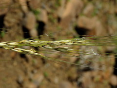 Stipagrostis ciliata capensis