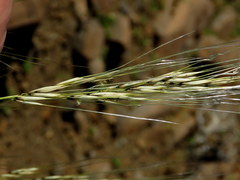 Stipagrostis ciliata capensis