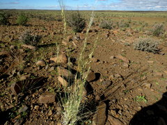 Stipagrostis ciliata capensis