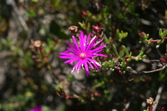 Lampranthus coralliflorus