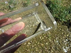 Etheostoma microlepidum