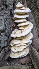 Climacodon septentrionalis