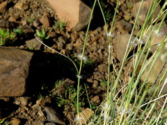 Stipagrostis ciliata capensis