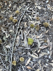 Chrysolepis chrysophylla