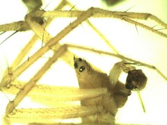 Bolyphantes alticeps