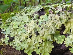 Flavopunctelia praesignis