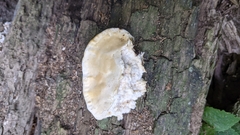 Climacodon septentrionalis