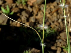 Stipagrostis ciliata capensis