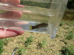 Etheostoma microlepidum
