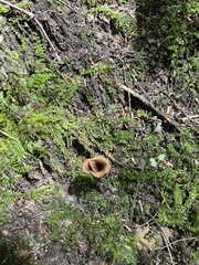 Craterellus